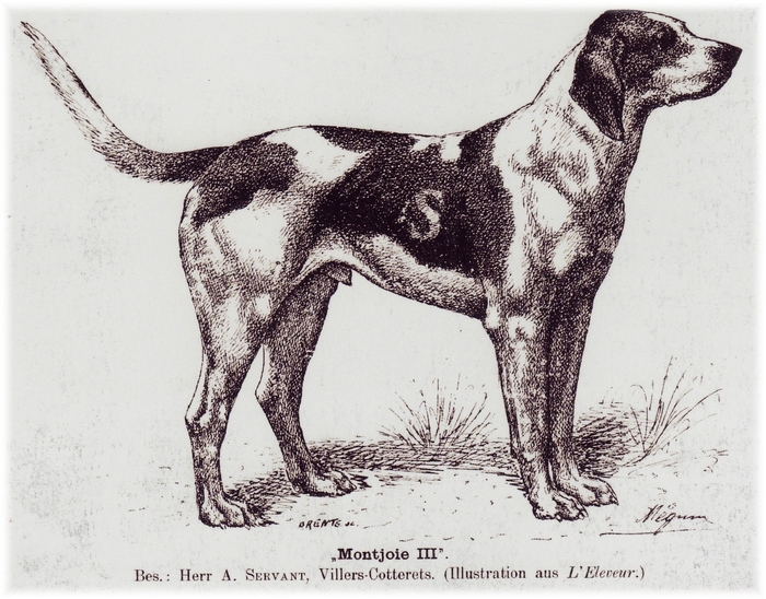 Type de chien Servant - Don de A.-P. Baudesson à la Société de Vènerie
